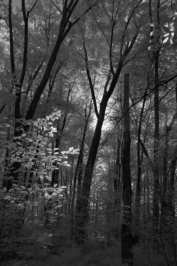 Infrared Phote of strongly backlit and mood forest scene.